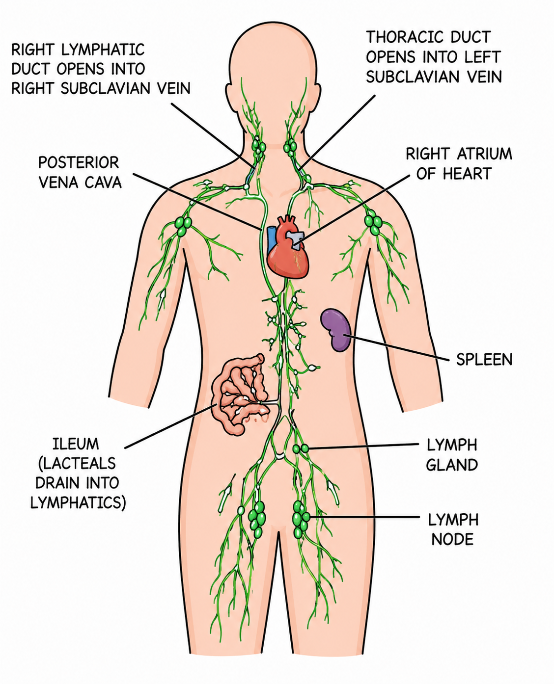 Fig 7.16: Distribution of main lymph vessels in the human body